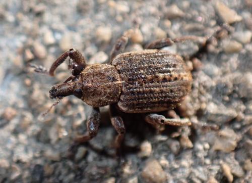 Réf. 323 523 : Brachypera zoilus